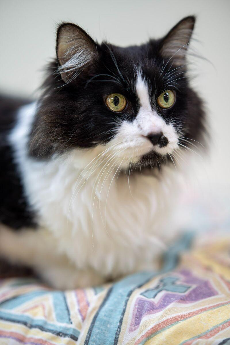 Enlarge Bunz (Rudy Valentino), a Adoptable Domestic Long Hair in Arlington, WA image 4/6