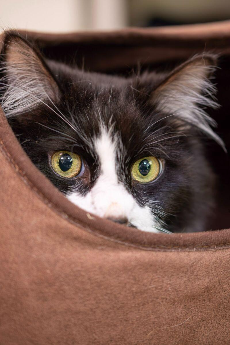 Enlarge Bunz (Rudy Valentino), a Adoptable Domestic Long Hair in Arlington, WA image 5/6