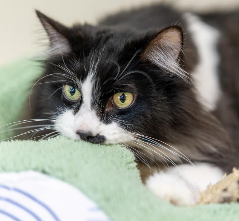Enlarge Bunz (Rudy Valentino), a Adoptable Domestic Long Hair in Arlington, WA image 6/6