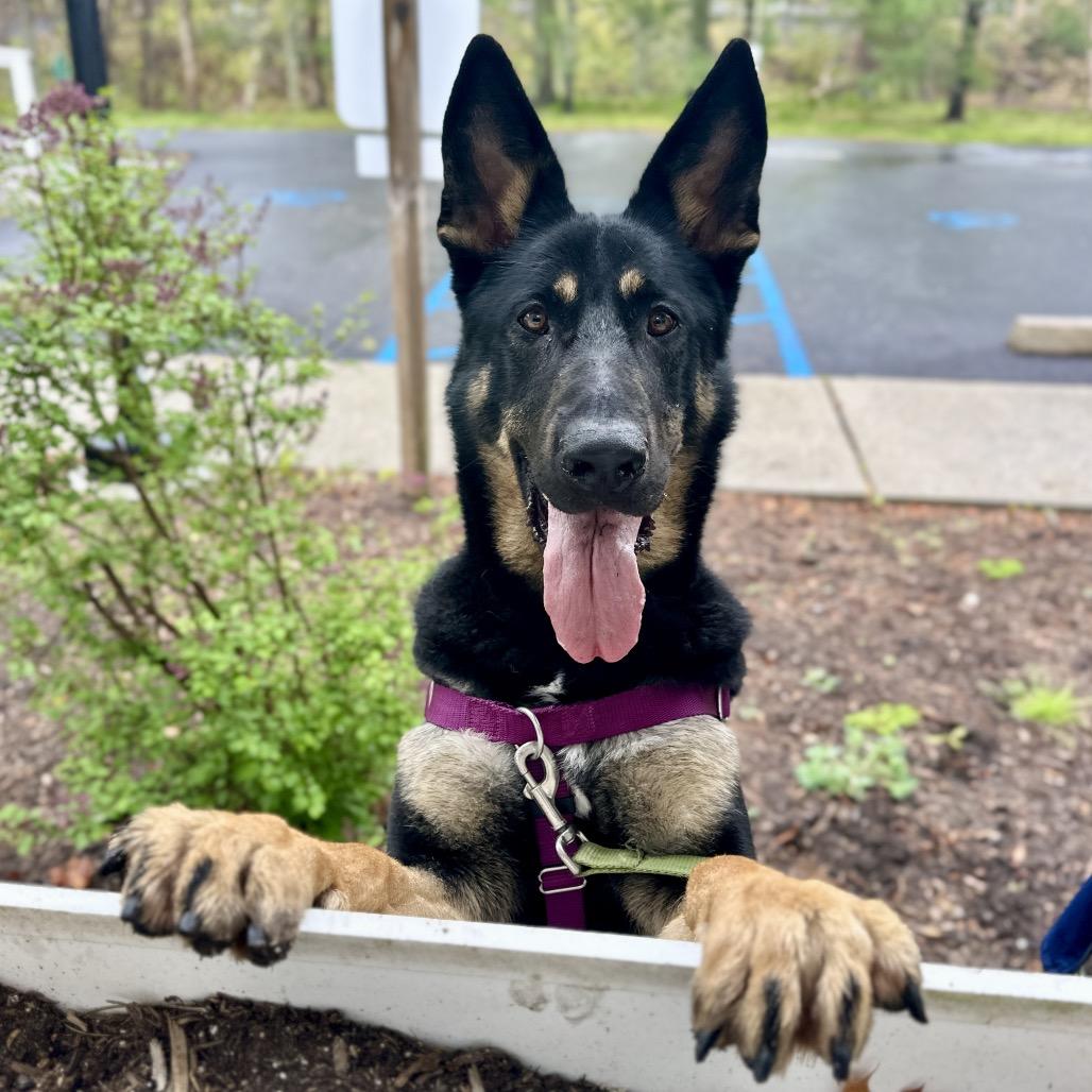 Raven, a Adoptable German Shepherd Dog in East Hampton, NY image 1/5