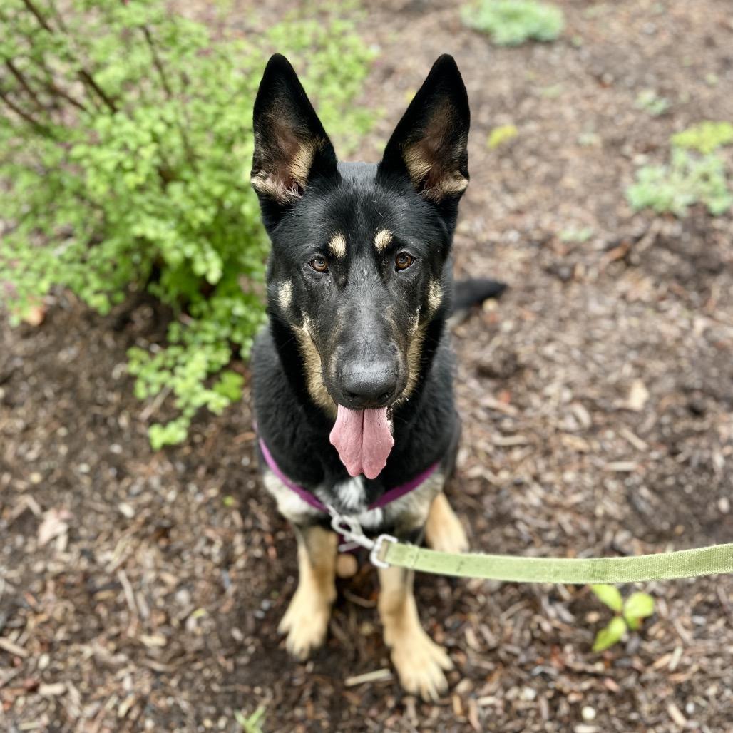 Raven, a Adoptable German Shepherd Dog in East Hampton, NY image 2/5