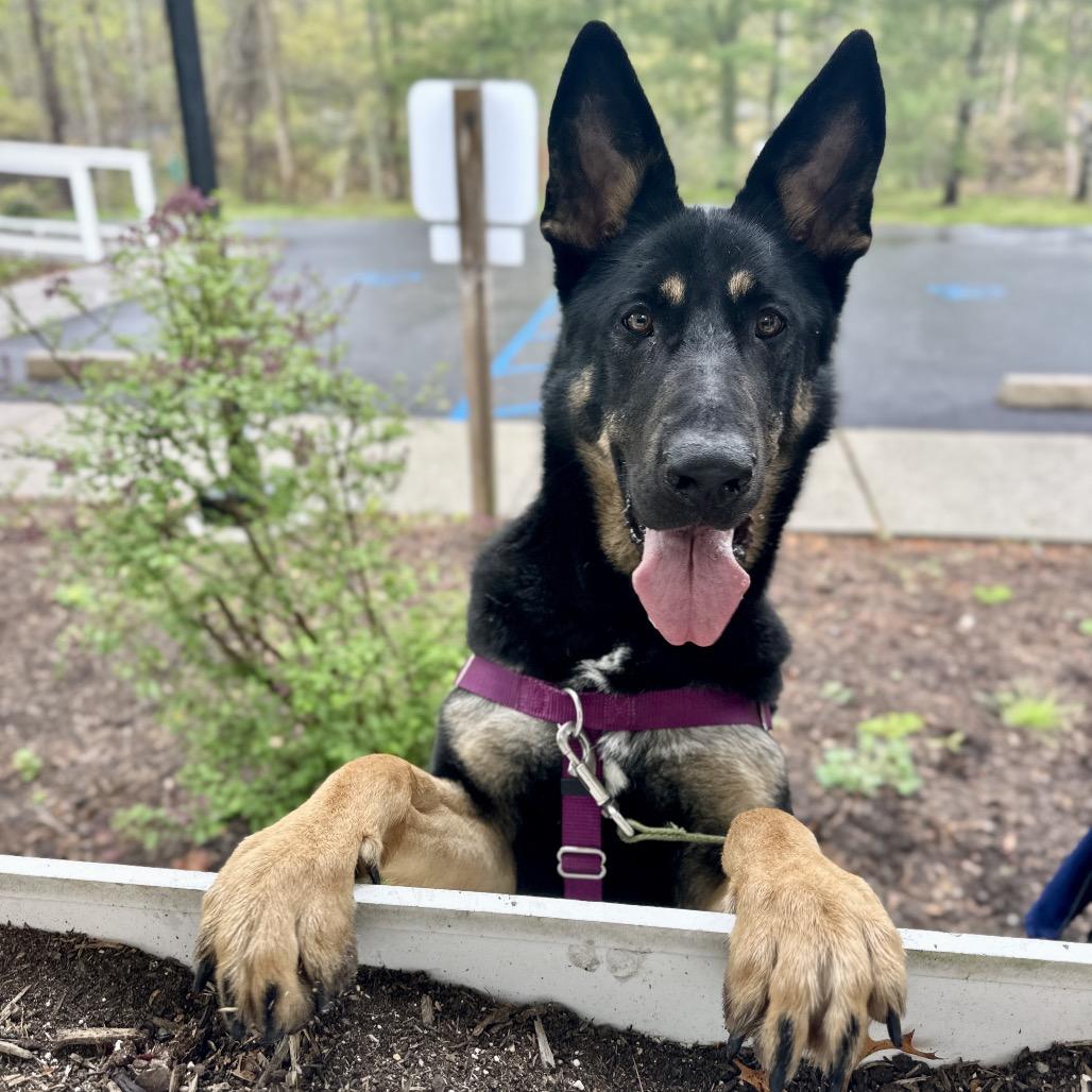 Raven, a Adoptable German Shepherd Dog in East Hampton, NY image 3/5