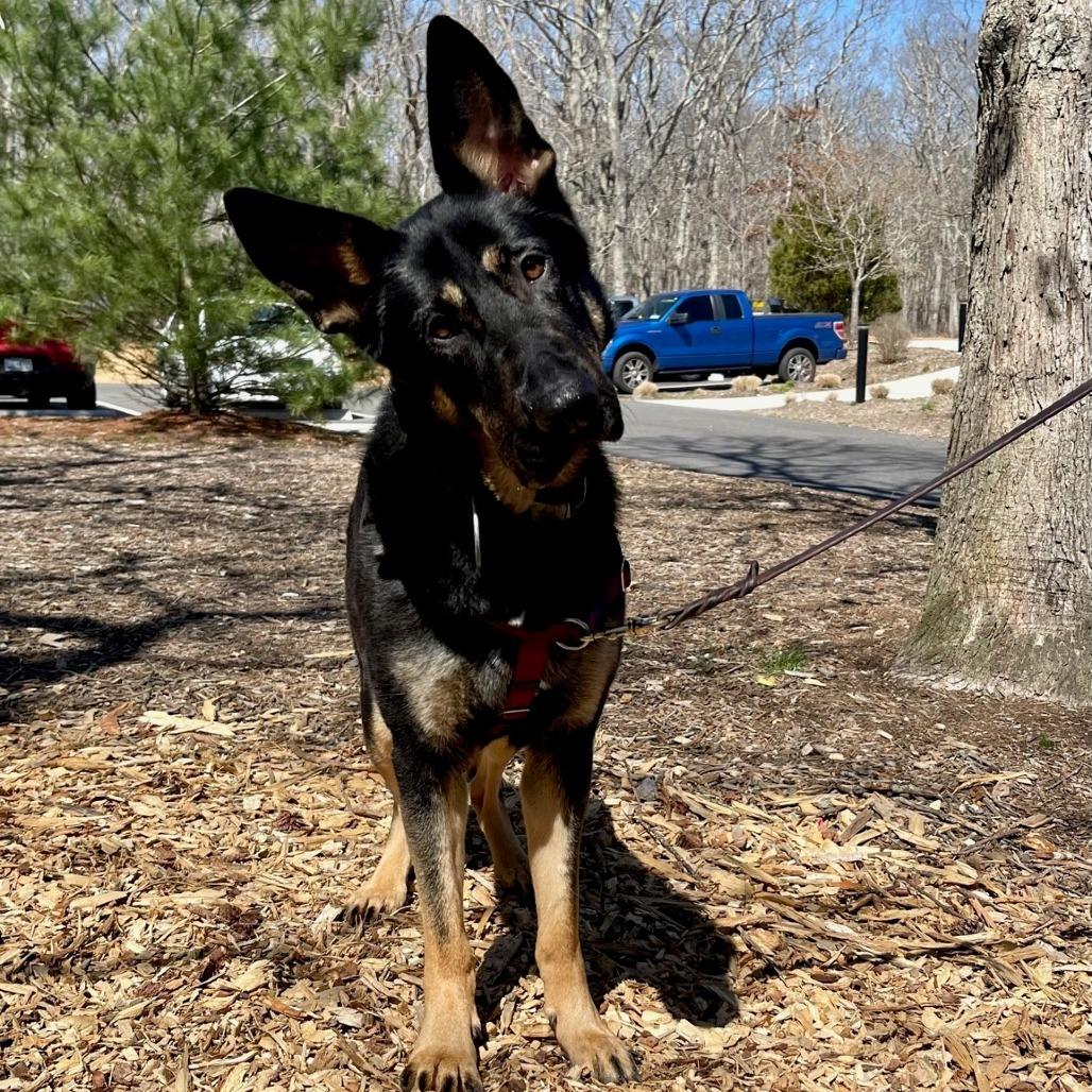 Raven, a Adoptable German Shepherd Dog in East Hampton, NY image 4/5