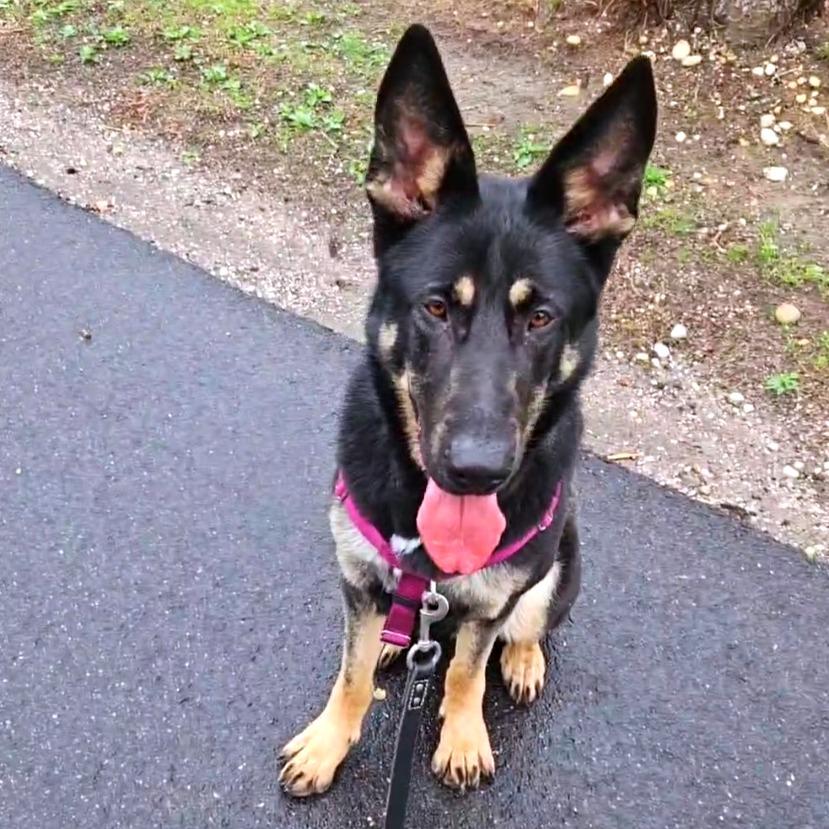Raven, a Adoptable German Shepherd Dog in East Hampton, NY image 5/5