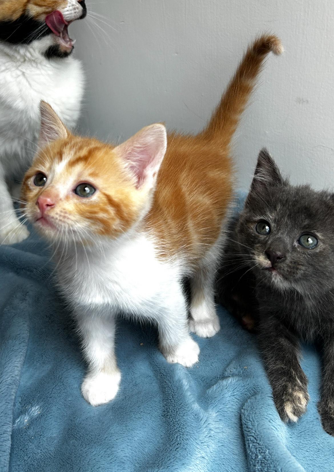 Enlarge Toad, a Adopted Domestic Short Hair in Los Angeles, CA image 4/5