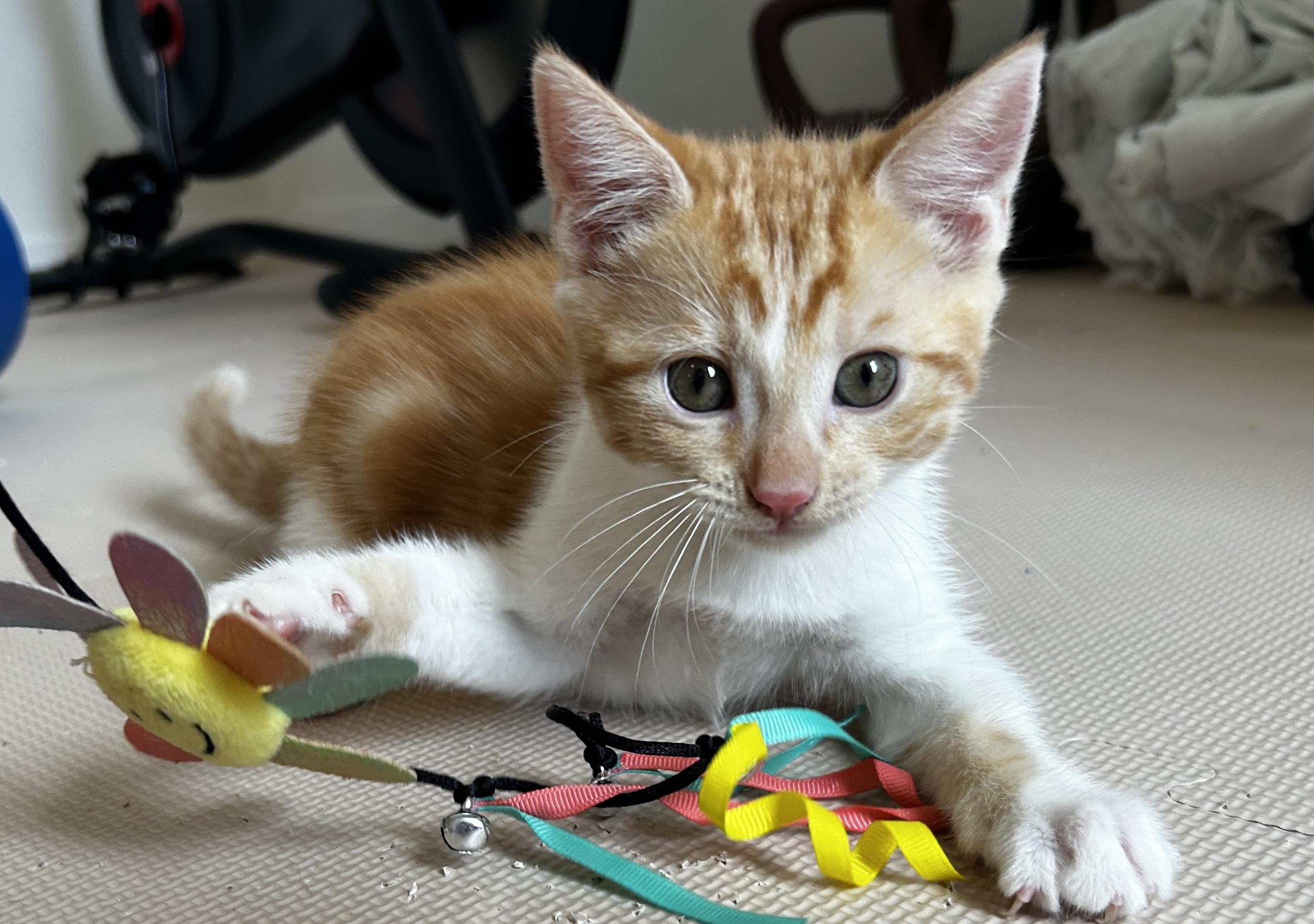 Enlarge Toad, a Adopted Domestic Short Hair in Los Angeles, CA image 1/5