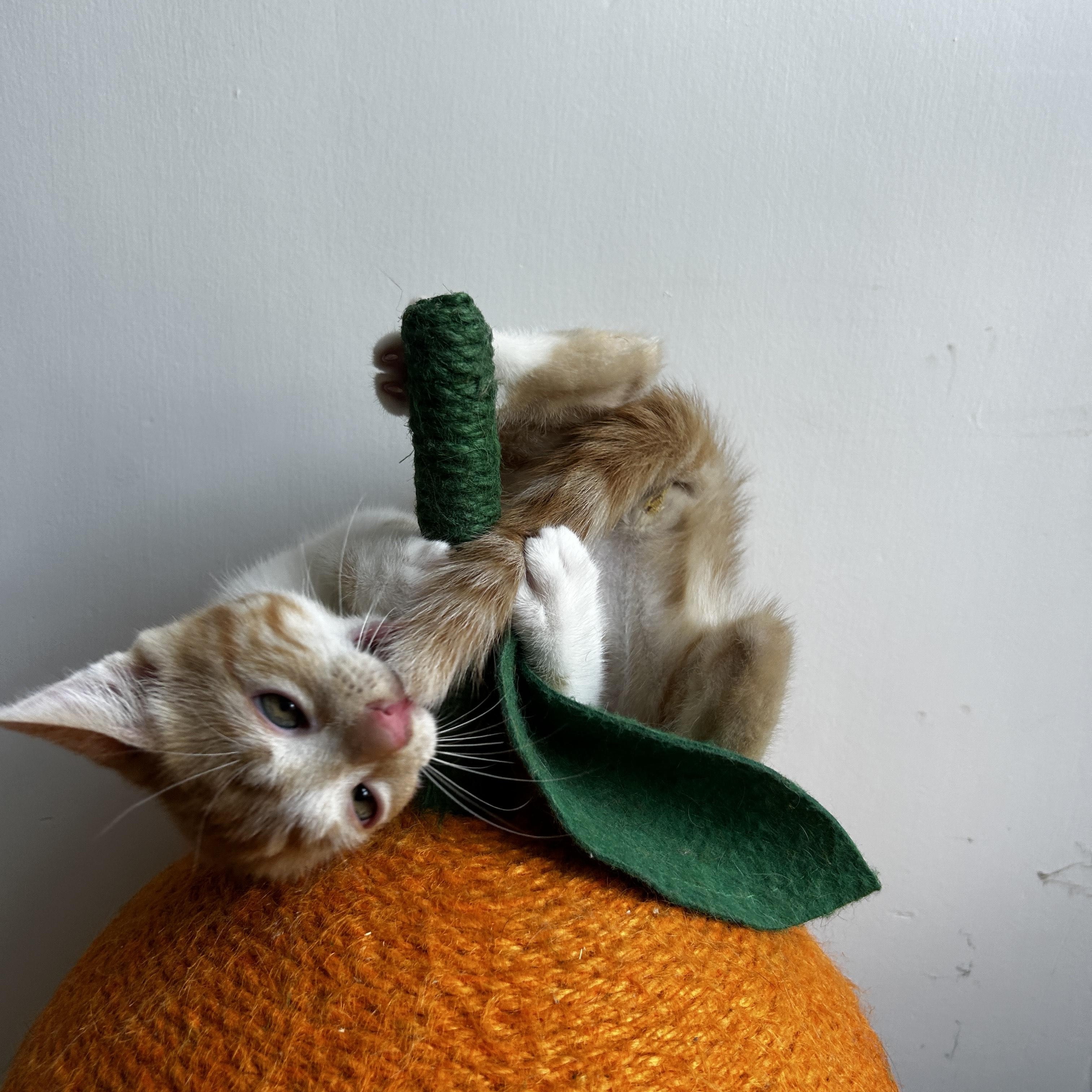 Enlarge Toad, a Adopted Domestic Short Hair in Los Angeles, CA image 5/5