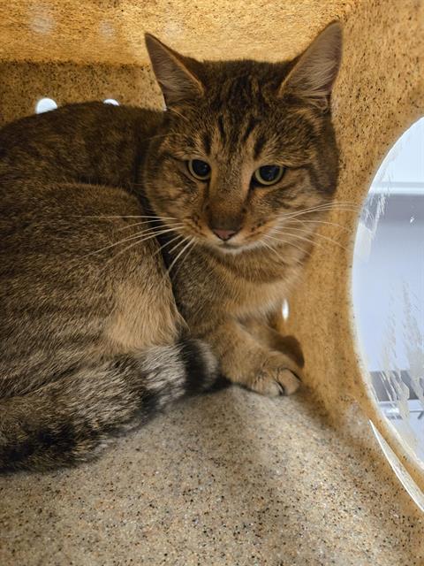 ROBIN, Adoptable, Adult Male Domestic Short Hair.