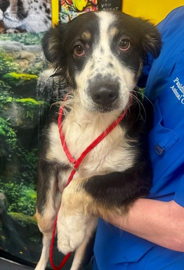 26-10-2926 Frannie, Adoptable, Adult Female Australian Shepherd.