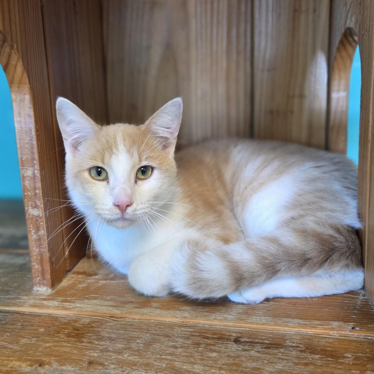 Banana Cream, ADOPTABLE, Young Male Domestic Short Hair.