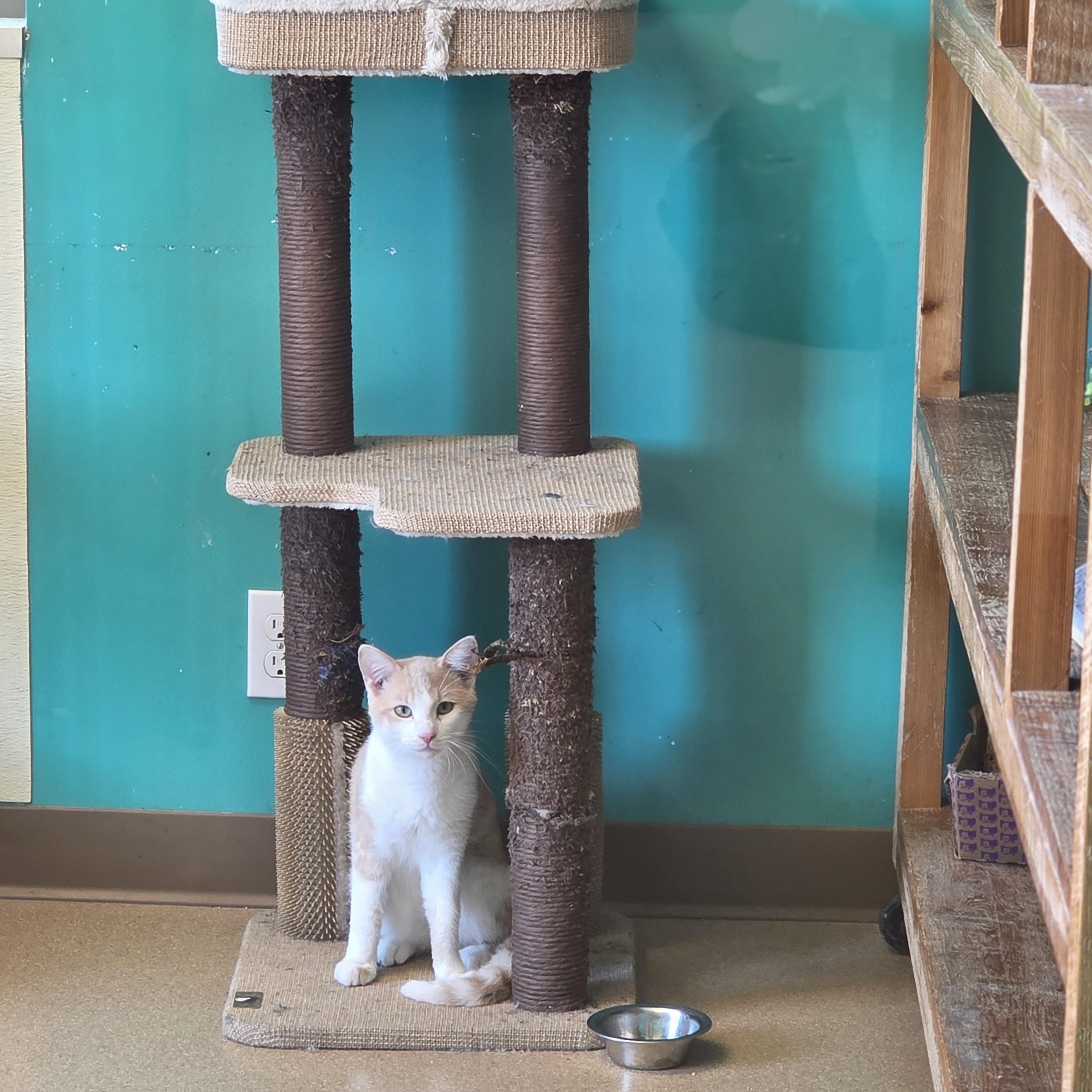 Banana Cream, a ADOPTABLE Domestic Short Hair in Brookings, SD image 3/3