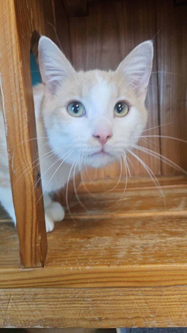 Banana Cream, a ADOPTABLE Domestic Short Hair in Brookings, SD image 2/3