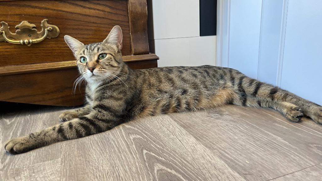 Enlarge Nani, a Adoptable Domestic Short Hair in Lewisville, TX image 2/6