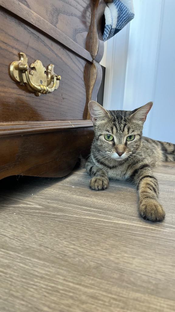 Enlarge Nani, a Adoptable Domestic Short Hair in Lewisville, TX image 4/6
