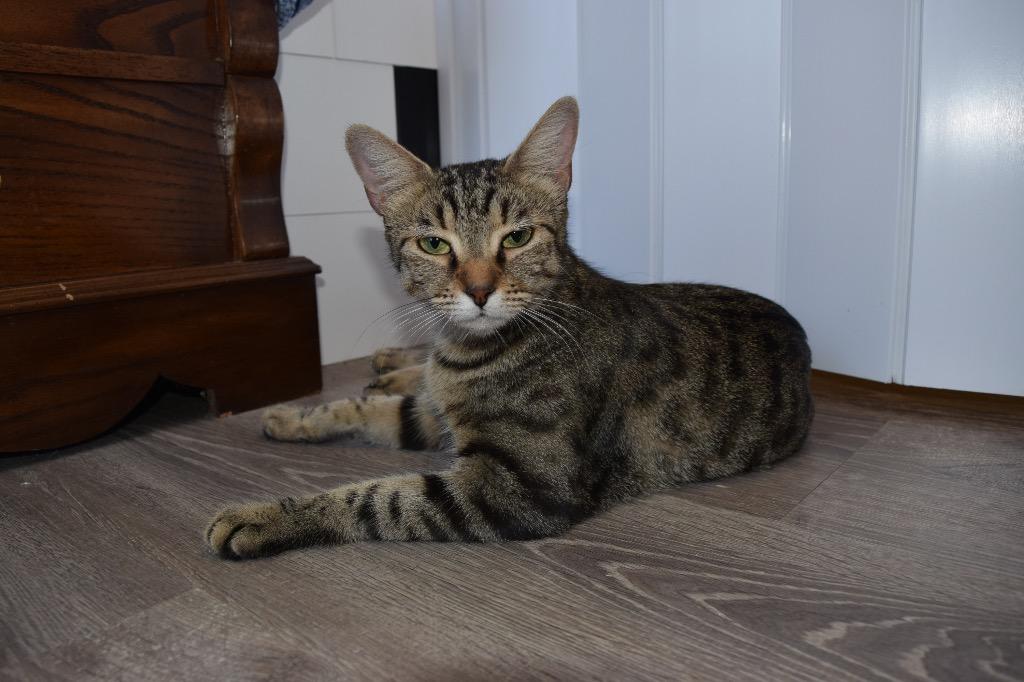 Enlarge Nani, a Adoptable Domestic Short Hair in Lewisville, TX image 5/6