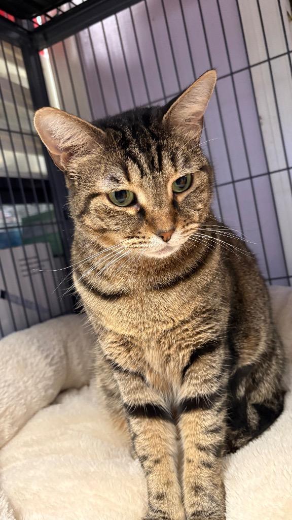 Enlarge Nani, a Adoptable Domestic Short Hair in Lewisville, TX image 6/6