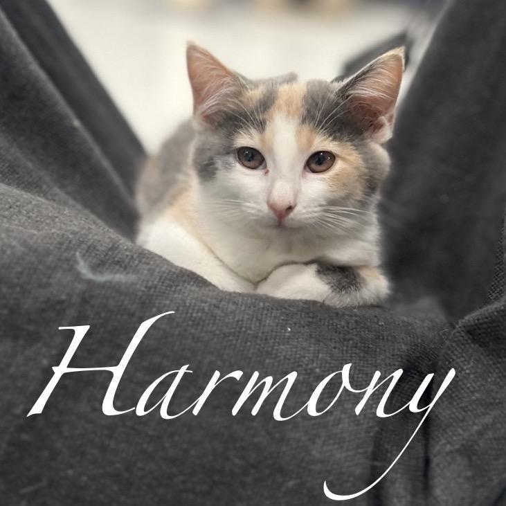 Harmony, Adoptable, Kitten Female Domestic Short Hair.