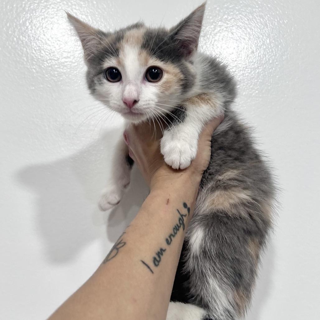 Enlarge Harmony, a Adoptable Domestic Short Hair in Manheim, PA image 2/3