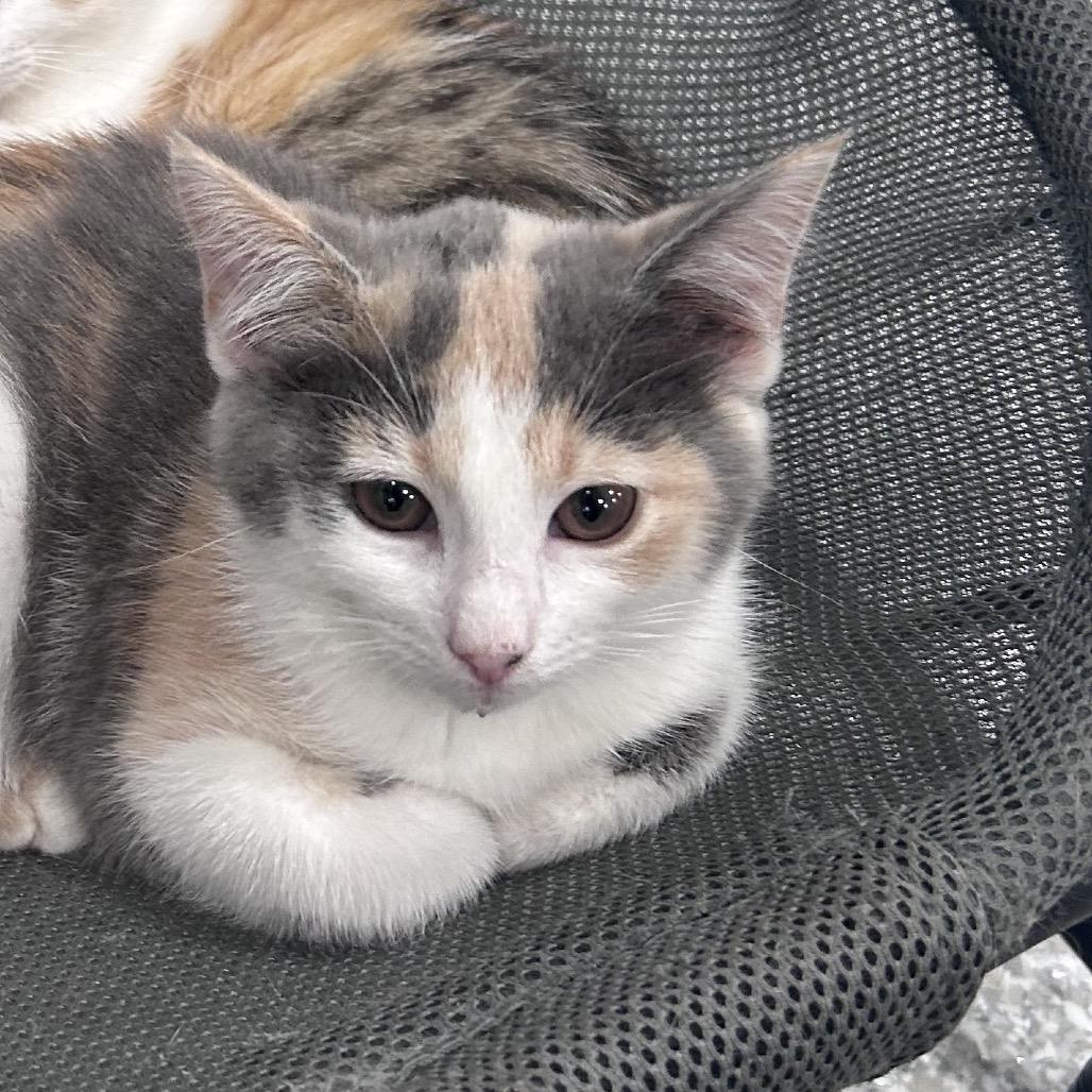 Enlarge Harmony, a Adoptable Domestic Short Hair in Manheim, PA image 3/3