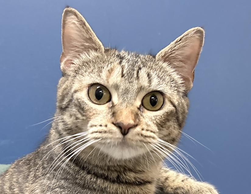 Churu, ADOPTABLE, Young Female Domestic Short Hair.