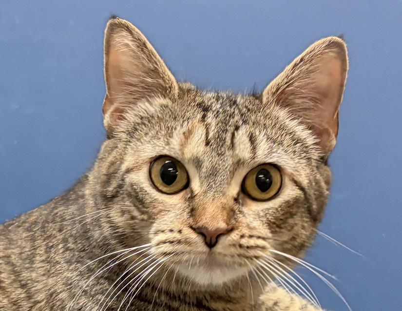 Enlarge Churu, a ADOPTABLE Domestic Short Hair in Columbus, IN image 3/3