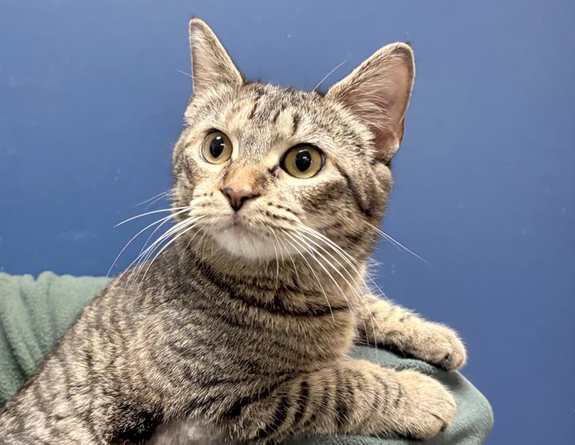 Enlarge Churu, a ADOPTABLE Domestic Short Hair in Columbus, IN image 2/3