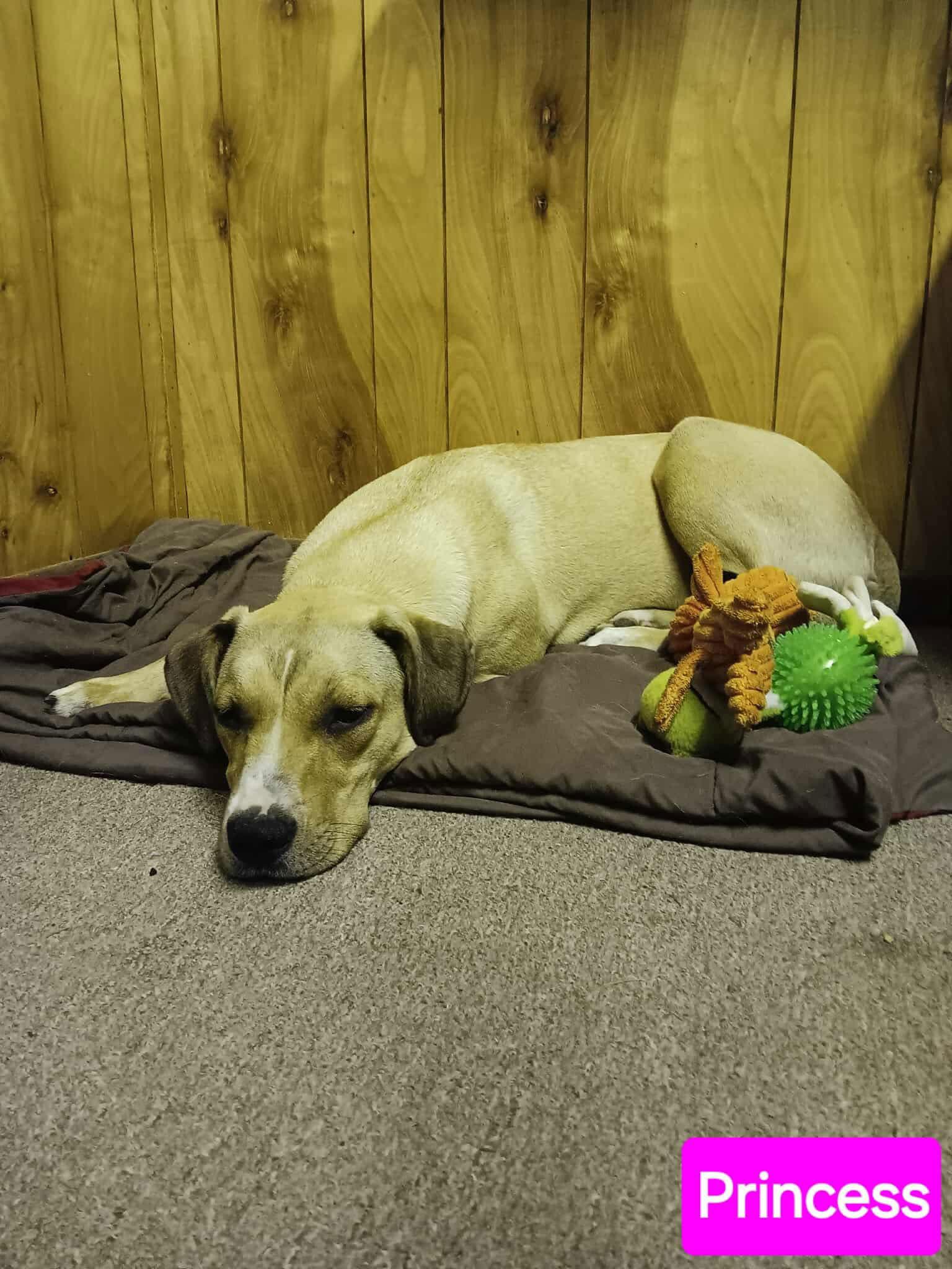 Enlarge Princess, a Adoptable mixed breed in Farmerville, LA image 2/3