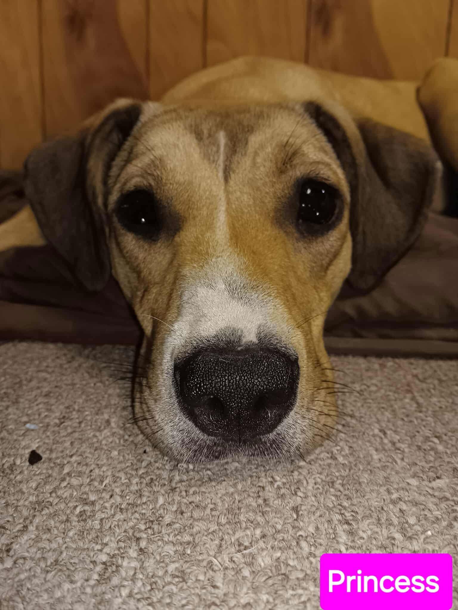 Enlarge Princess, a Adoptable mixed breed in Farmerville, LA image 3/3