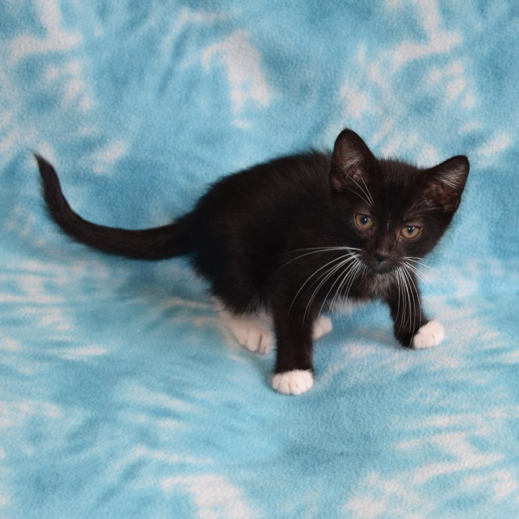 Enlarge Minnie, a Adoptable Domestic Short Hair in Eureka, CA image 2/3