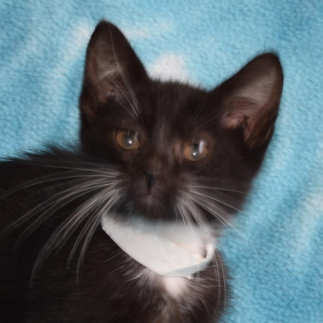 Enlarge Minnie, a Adoptable Domestic Short Hair in Eureka, CA image 3/3