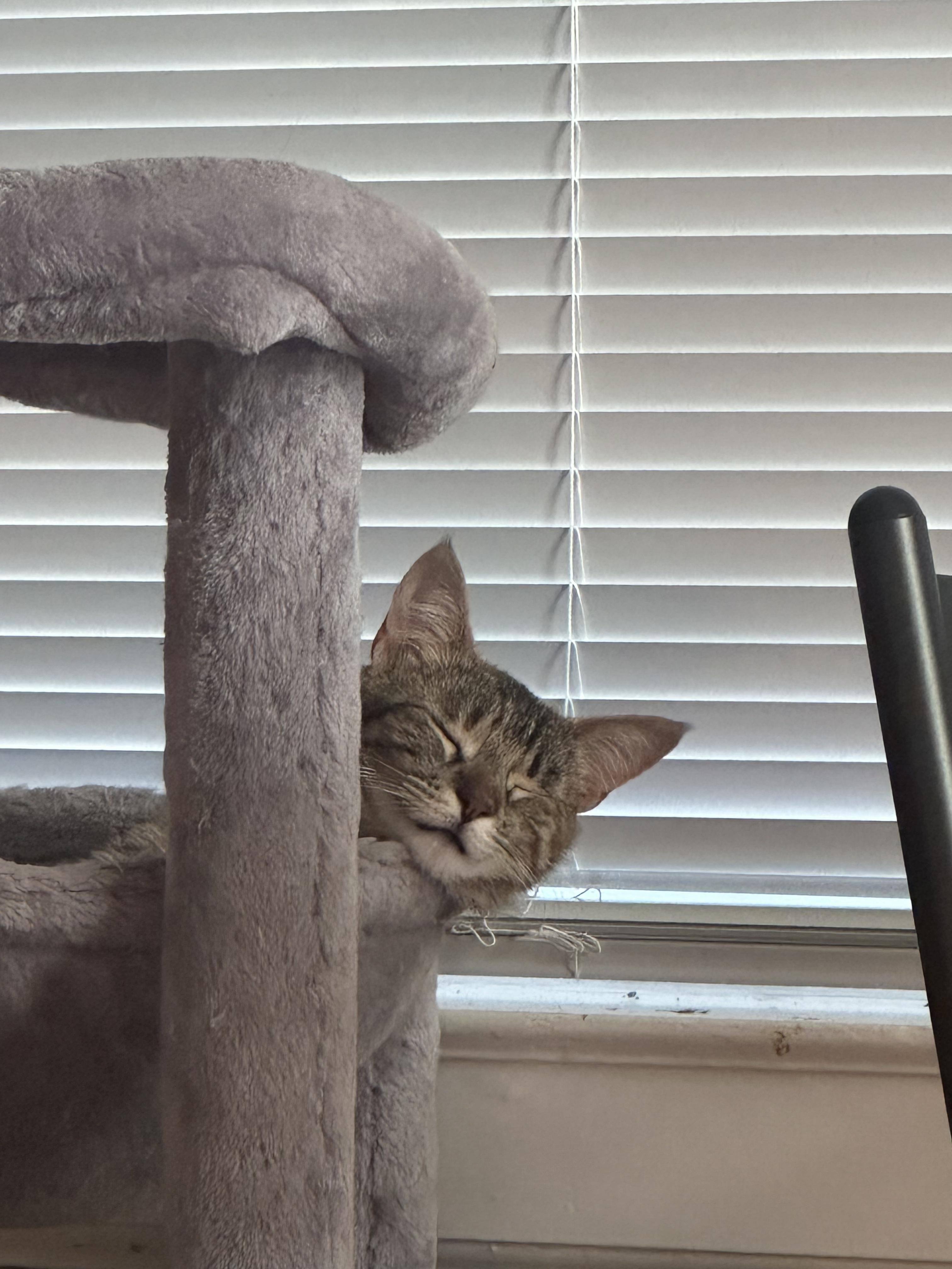 Enlarge Zuri, a ADOPTABLE Domestic Short Hair in San Jose, CA image 3/6