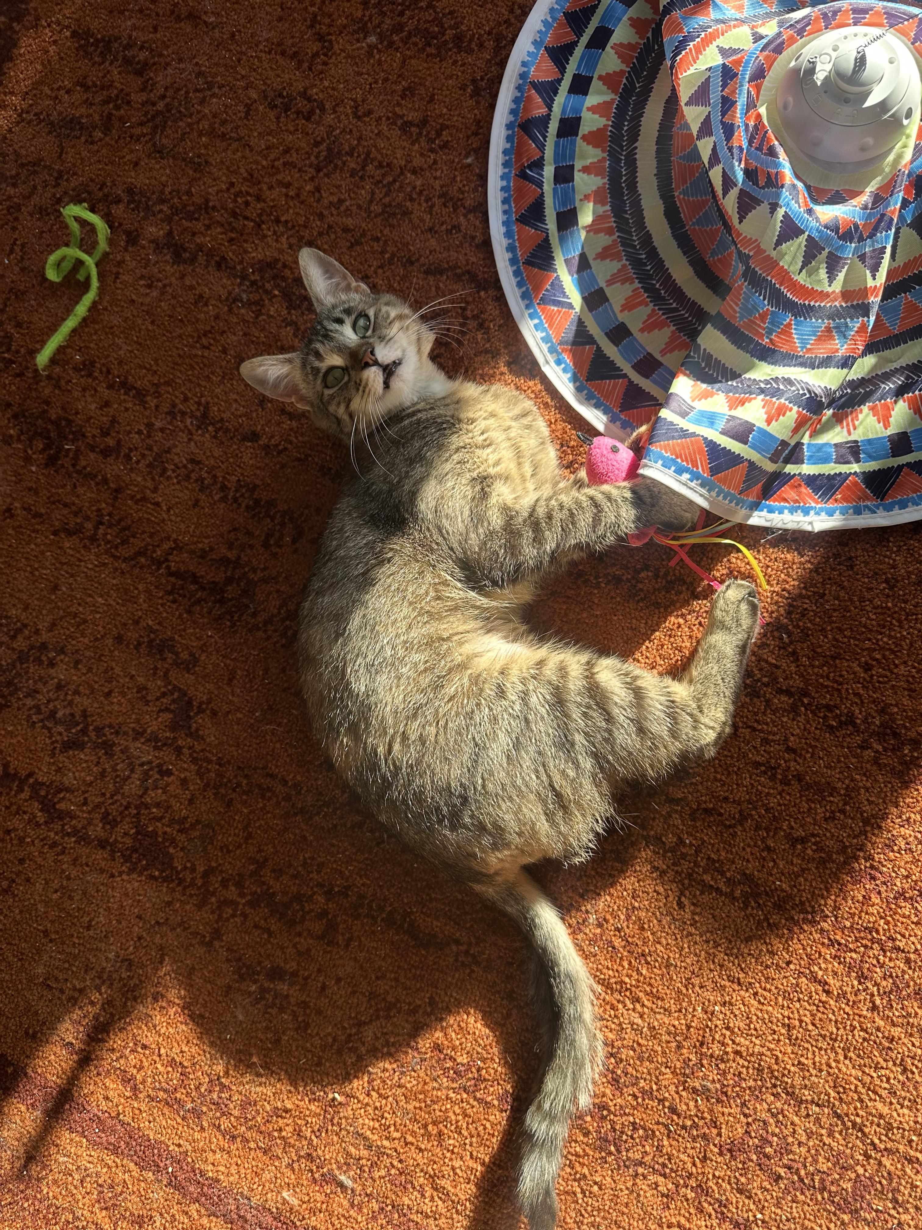 Zuri, ADOPTABLE, Young Female Domestic Short Hair.