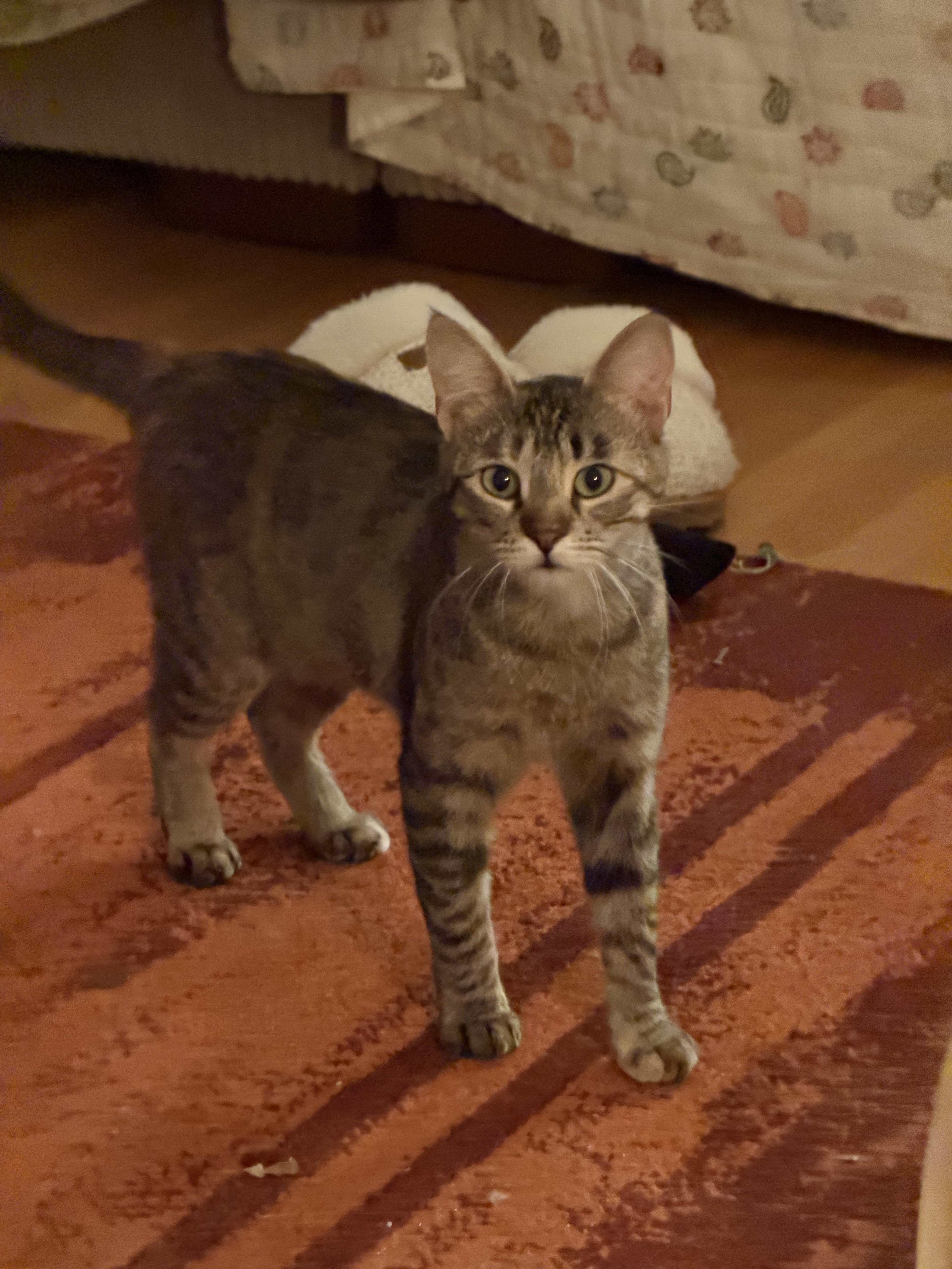 Enlarge Zuri, a ADOPTABLE Domestic Short Hair in San Jose, CA image 5/6