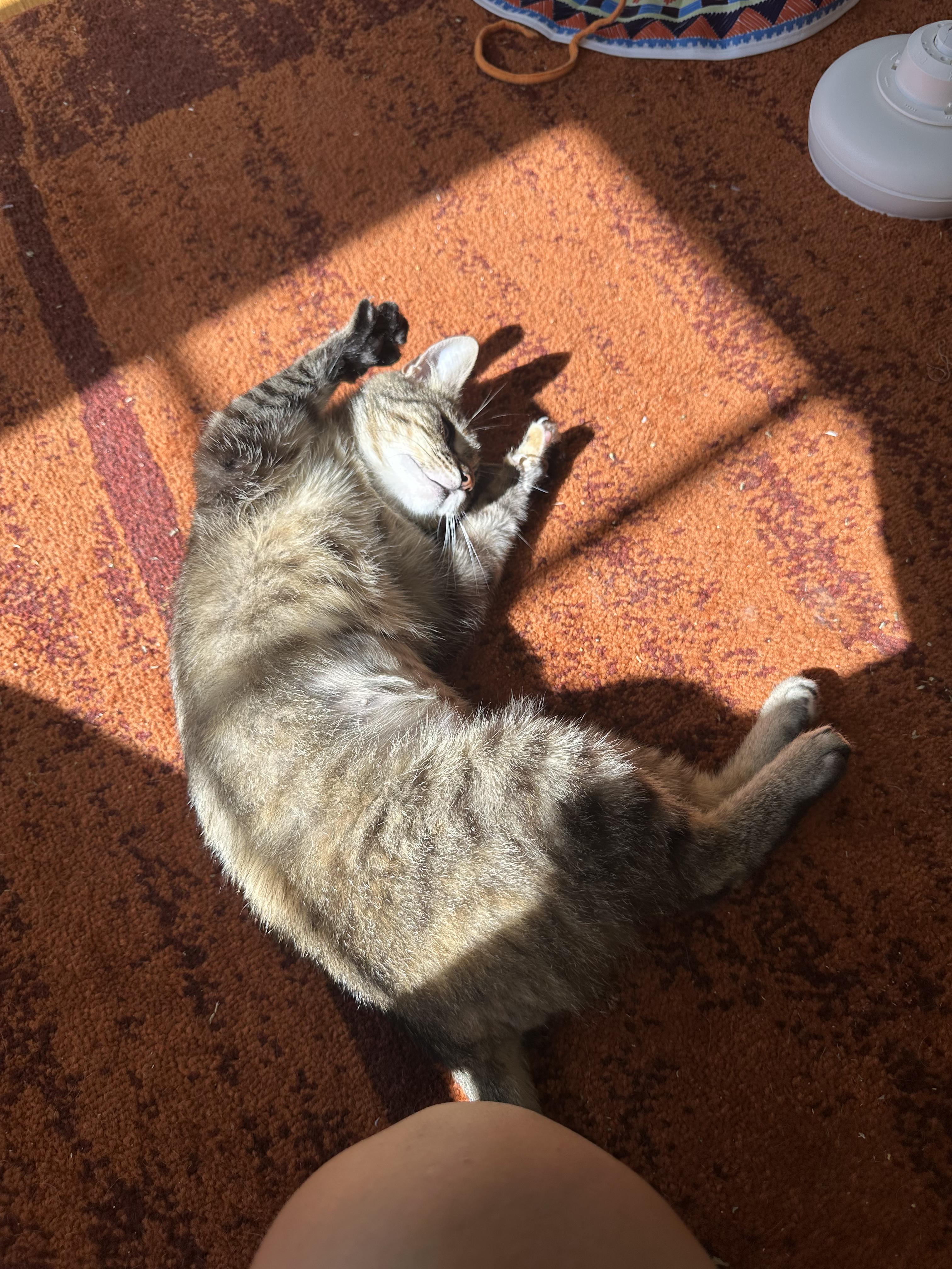 Enlarge Zuri, a ADOPTABLE Domestic Short Hair in San Jose, CA image 2/6