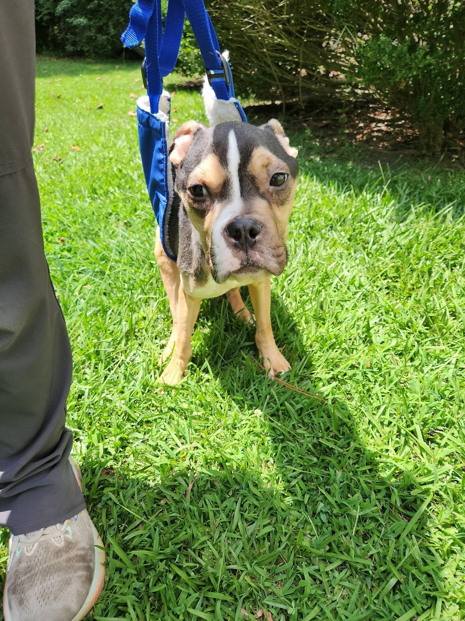 Enlarge Bruno, a ADOPTABLE mixed breed in Ayden, NC image 2/6