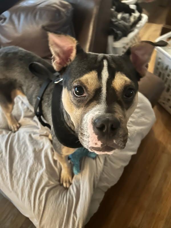 Bruno, ADOPTABLE, Adult Male American Bully.