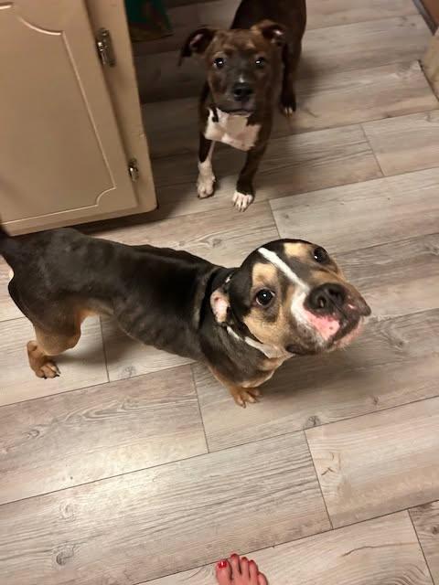 Enlarge Bruno, a ADOPTABLE mixed breed in Ayden, NC image 3/6