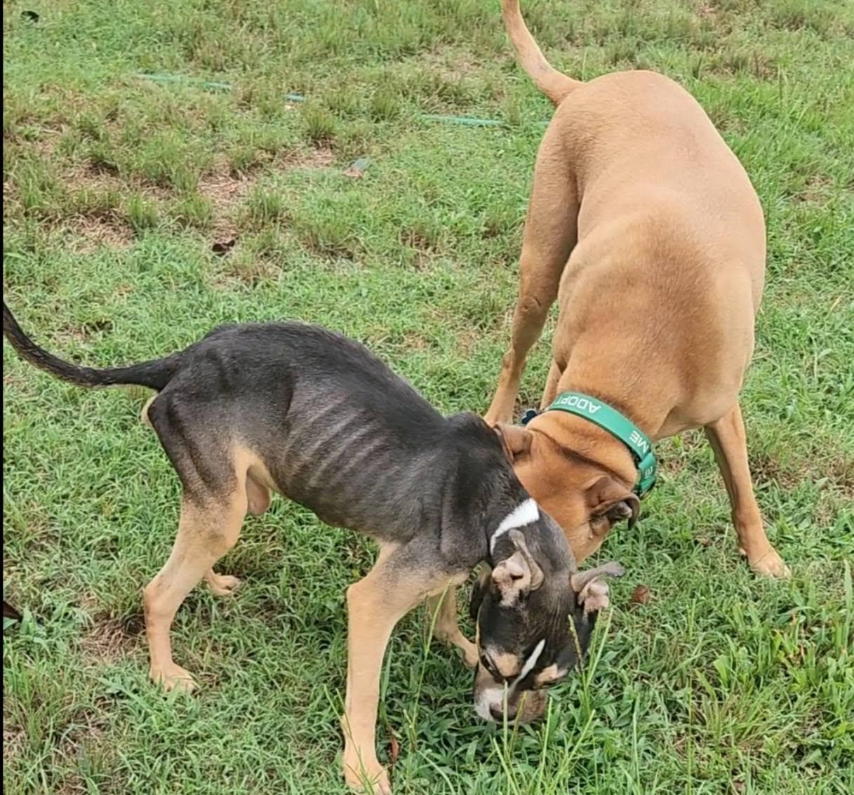 Enlarge Bruno, a ADOPTABLE mixed breed in Ayden, NC image 5/6