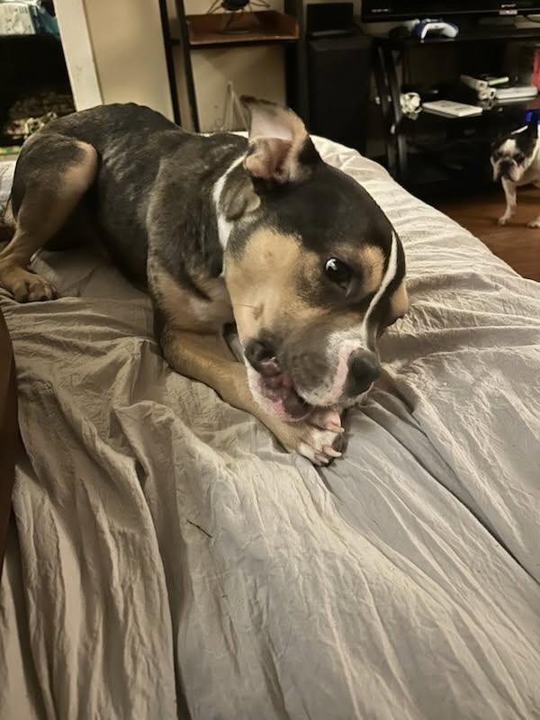 Enlarge Bruno, a ADOPTABLE mixed breed in Ayden, NC image 4/6