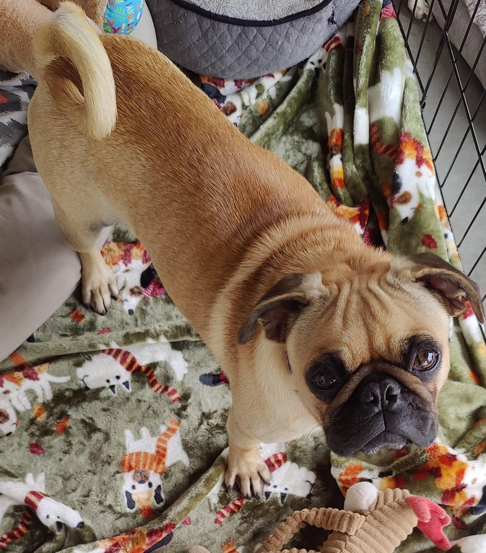 Bugsy, Adoptable, Young Male Pug.
