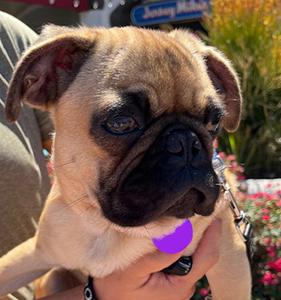 Bugsy, a Adoptable Pug image 2/2