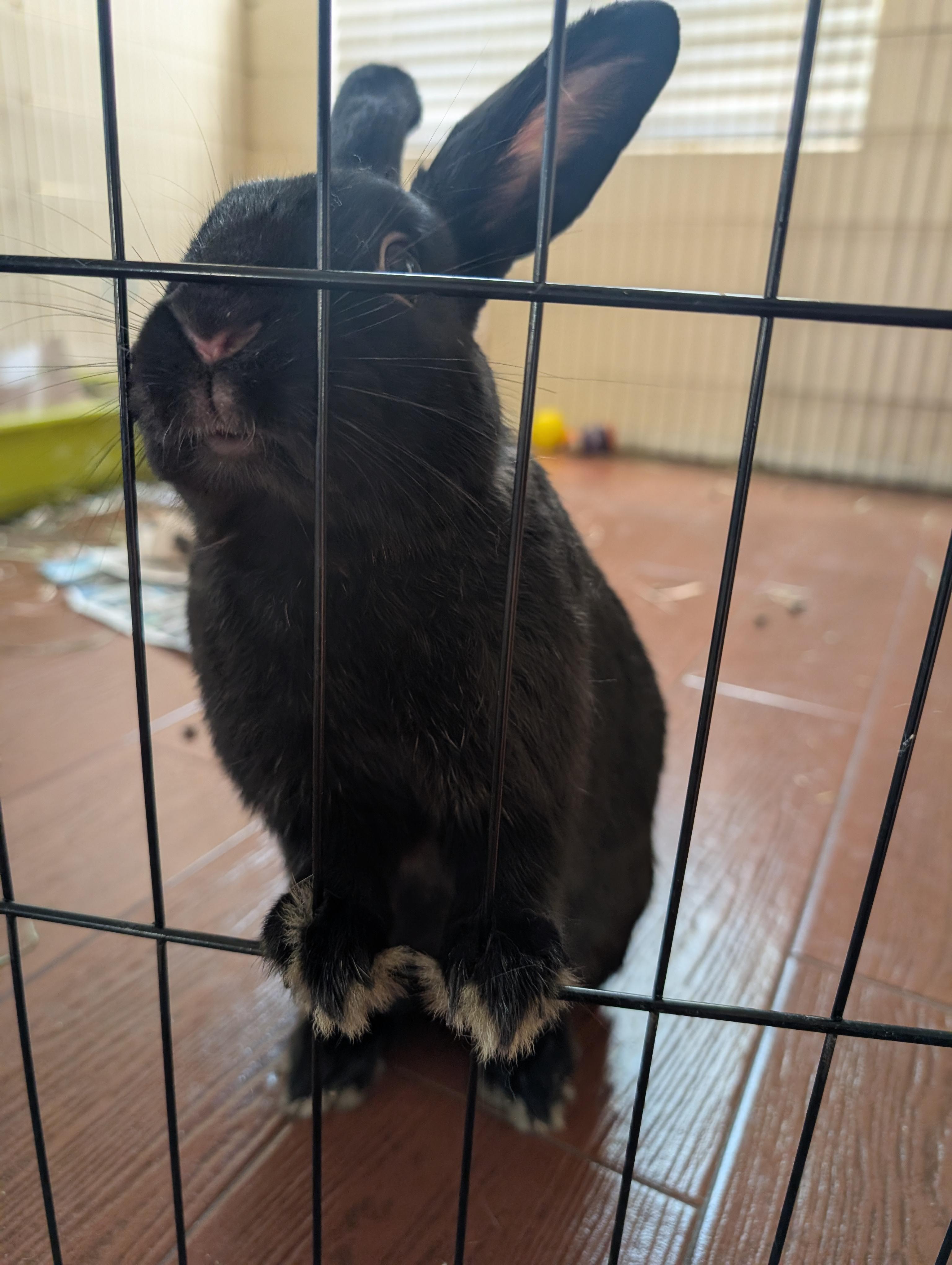 Enlarge Dorothy & Minerva (bonded pair), a Adopted Bunny Rabbit in Albuquerque, NM image 4/6