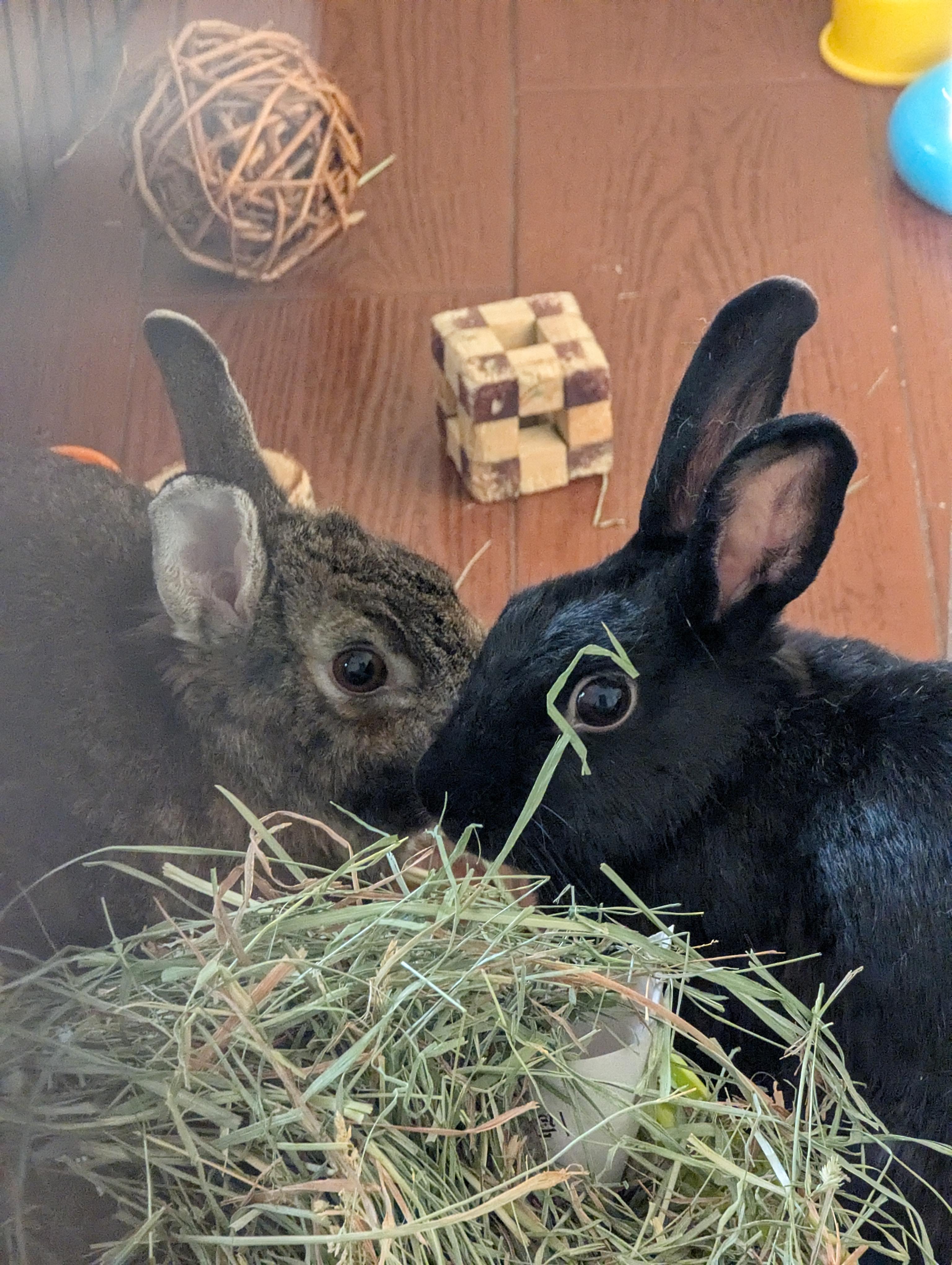 Enlarge Dorothy & Minerva (bonded pair), a Adoptable Bunny Rabbit in Albuquerque, NM image 5/5