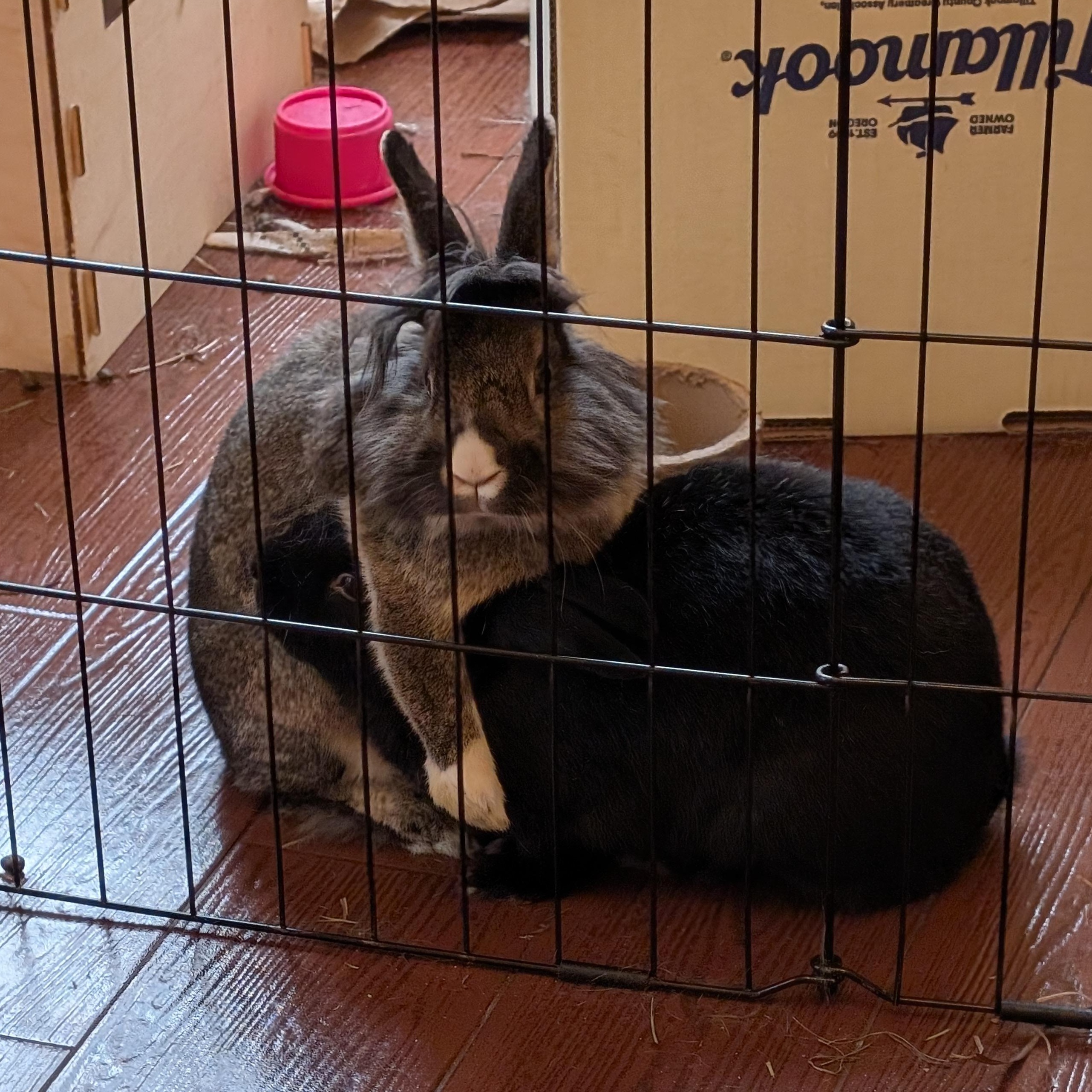 Enlarge Dorothy & Minerva (bonded pair), a Adopted Bunny Rabbit in Albuquerque, NM image 2/6