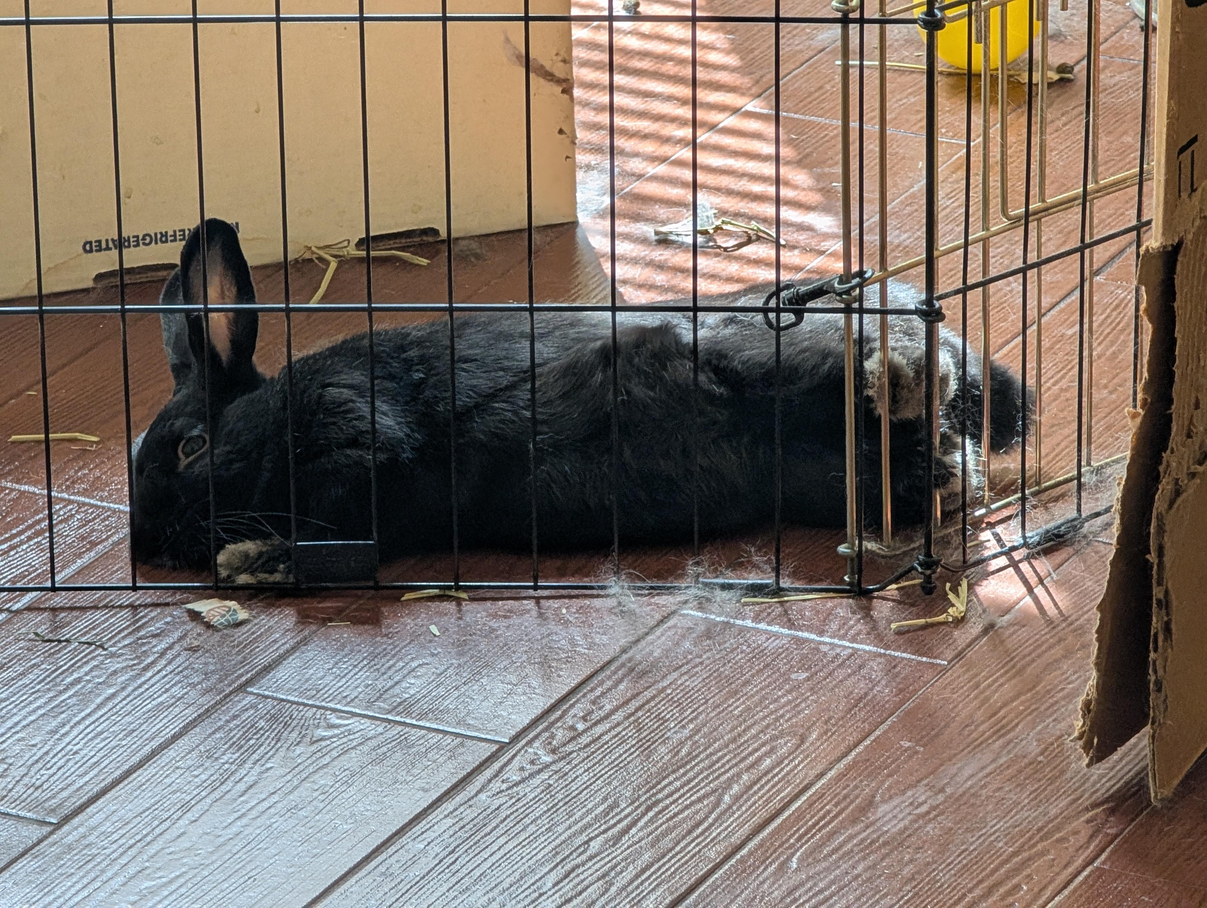 Enlarge Dorothy & Minerva (bonded pair), a Adopted Bunny Rabbit in Albuquerque, NM image 5/6