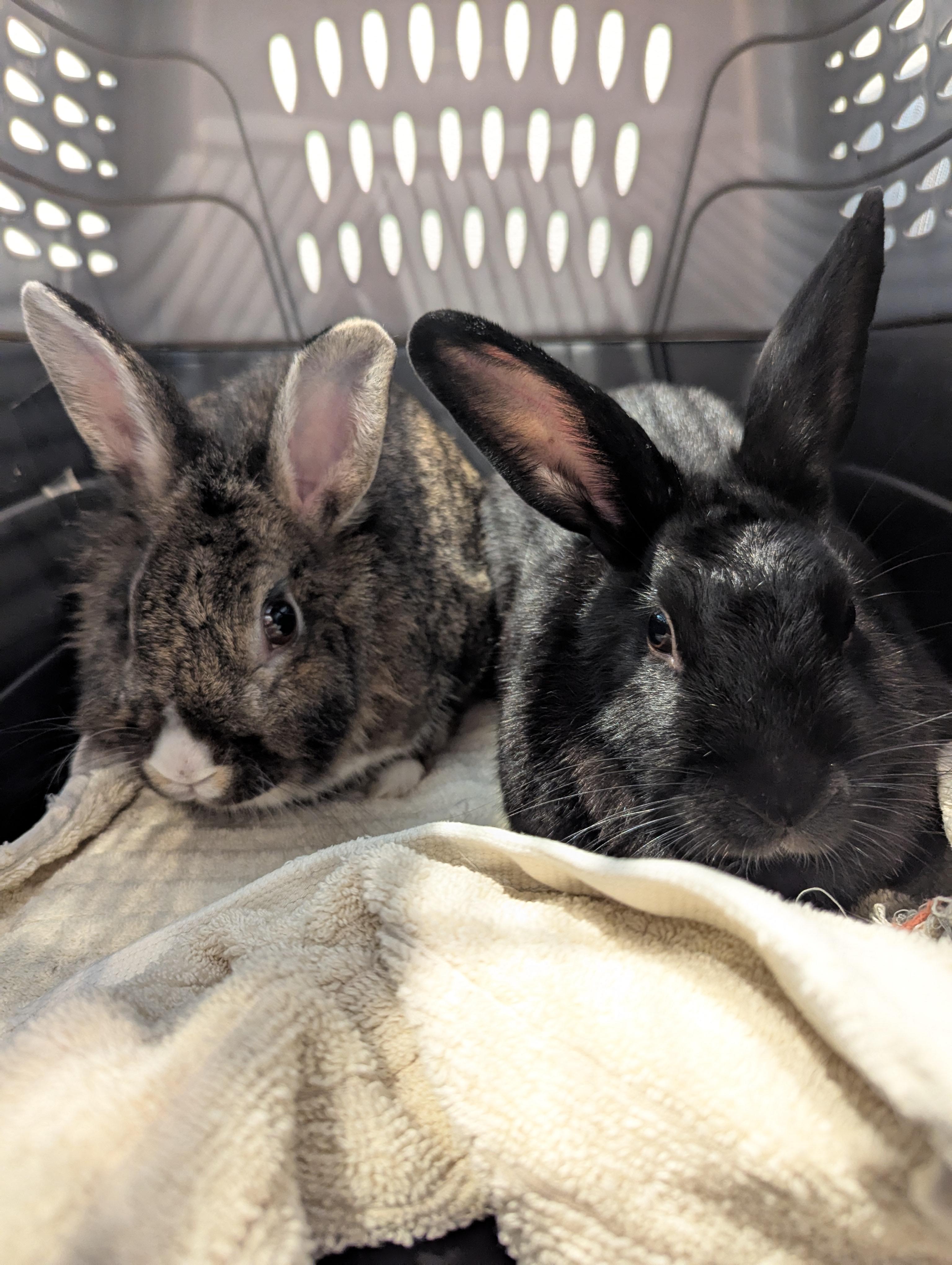 Enlarge Dorothy & Minerva (bonded pair), a Adoptable Bunny Rabbit in Albuquerque, NM image 3/5