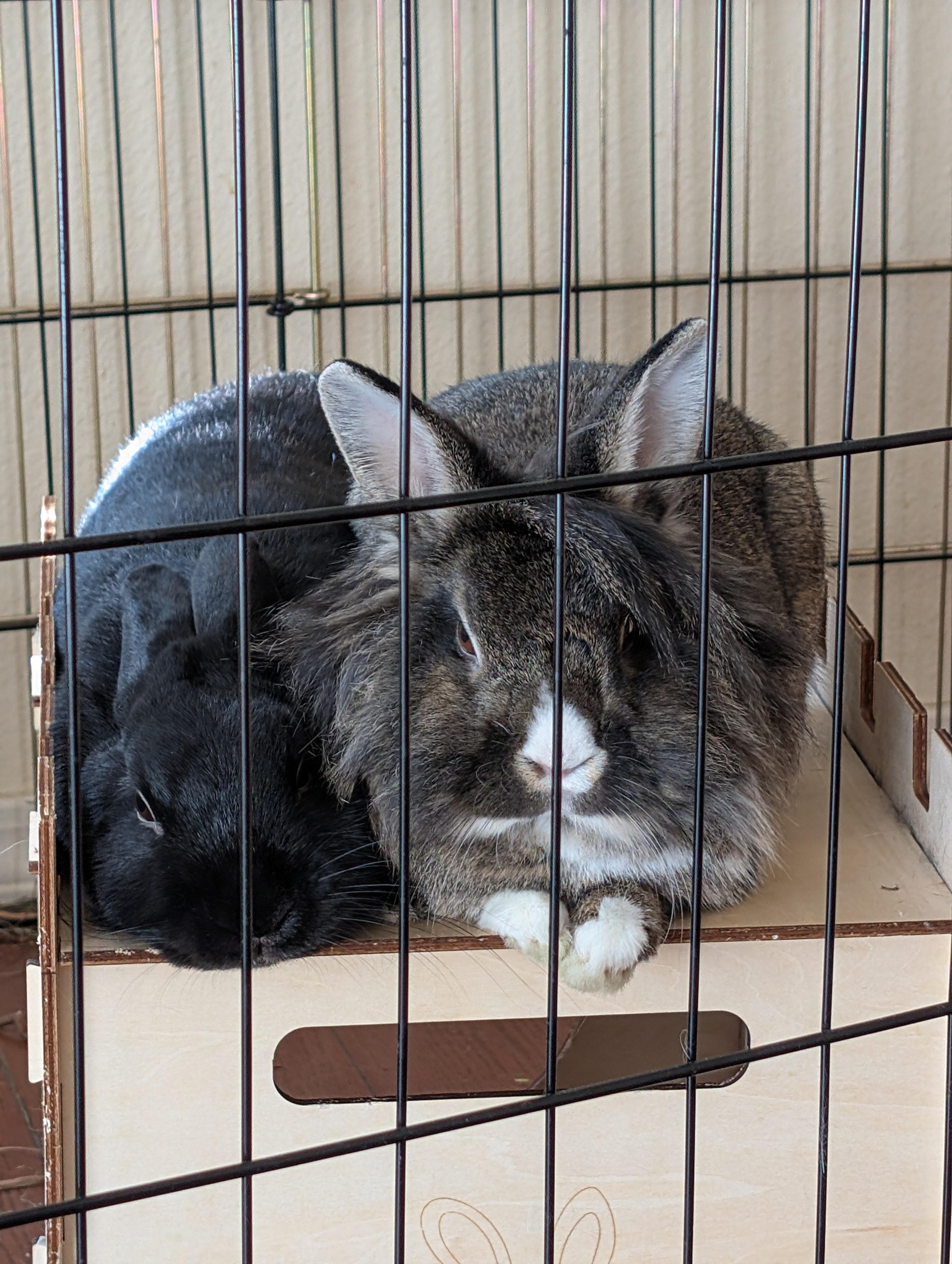 Enlarge Dorothy & Minerva (bonded pair), a Adopted Bunny Rabbit in Albuquerque, NM image 1/6