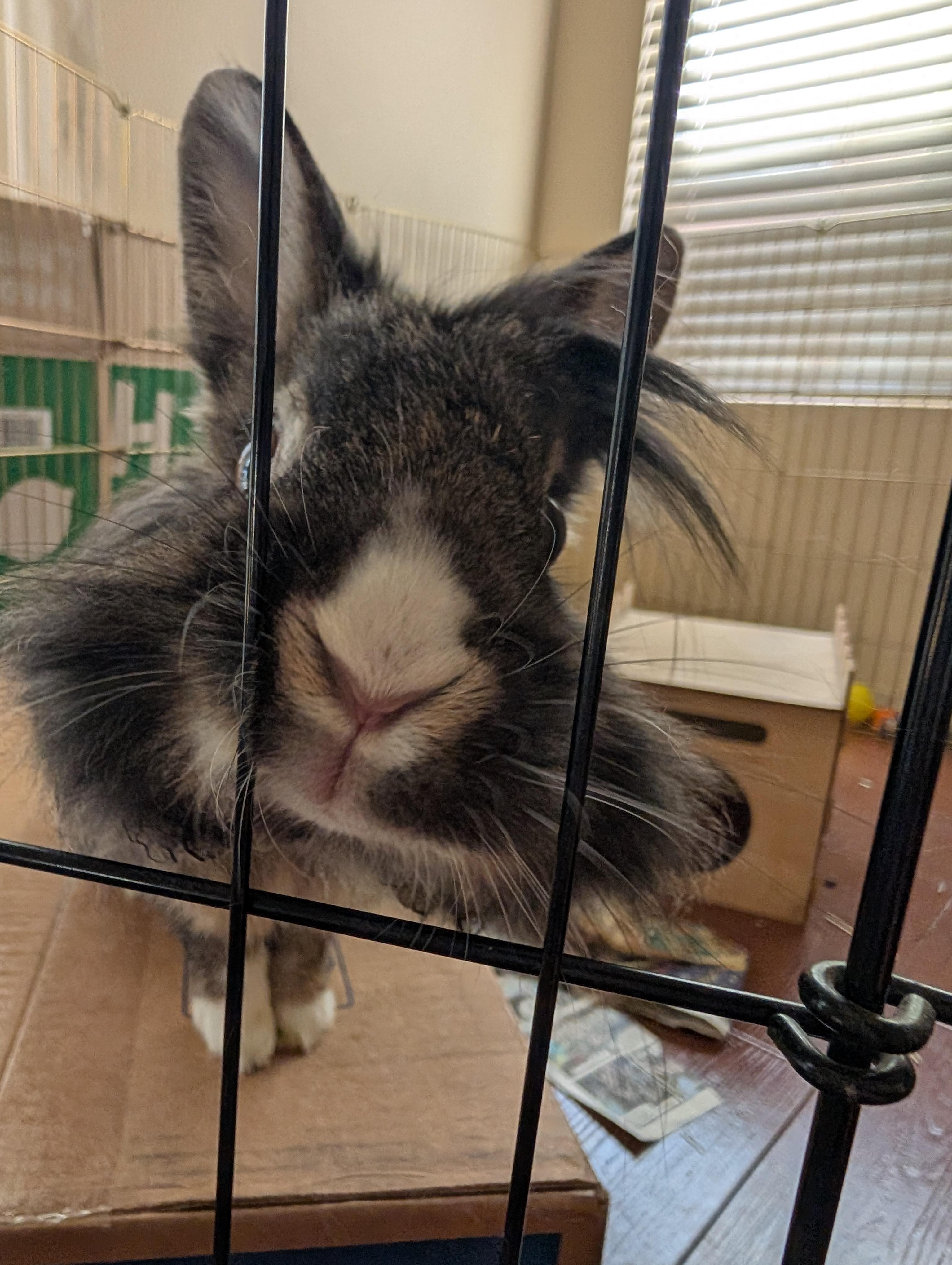 Enlarge Dorothy & Minerva (bonded pair), a Adopted Bunny Rabbit in Albuquerque, NM image 3/6