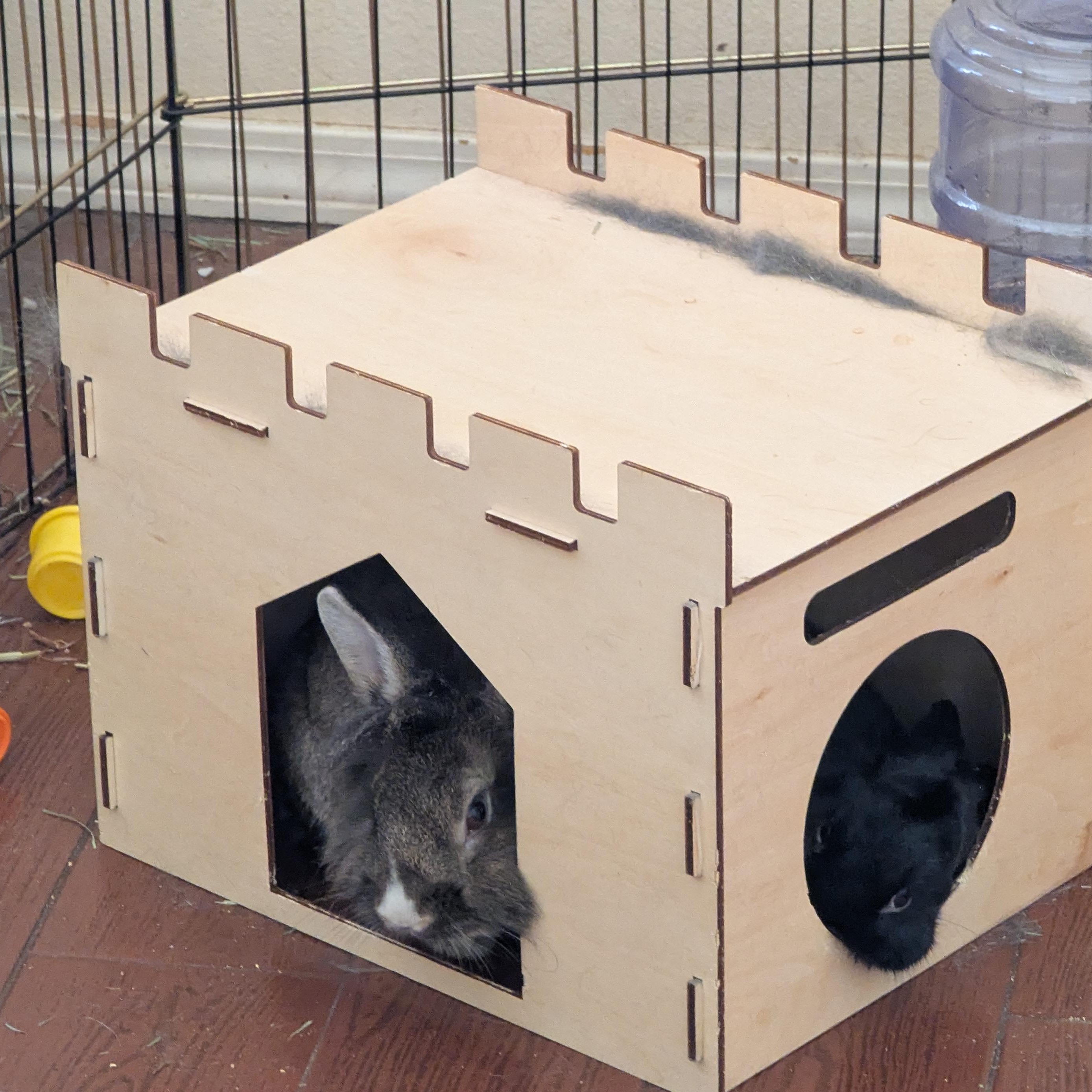 Enlarge Dorothy & Minerva (bonded pair), a Adopted Bunny Rabbit in Albuquerque, NM image 6/6