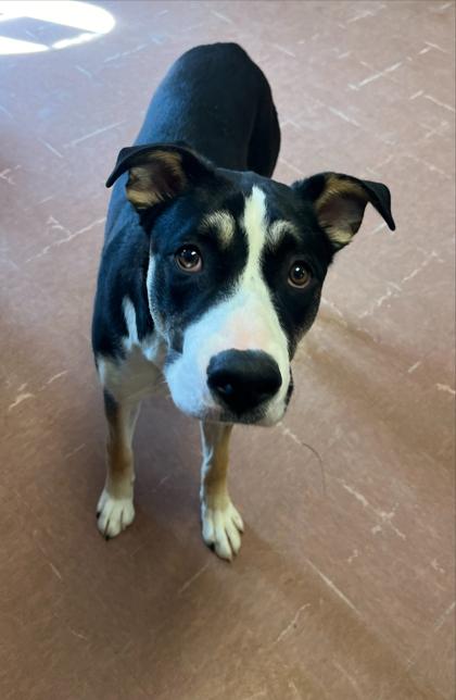 Denali, a Adoptable mixed breed in Rapid City, SD image 3/3